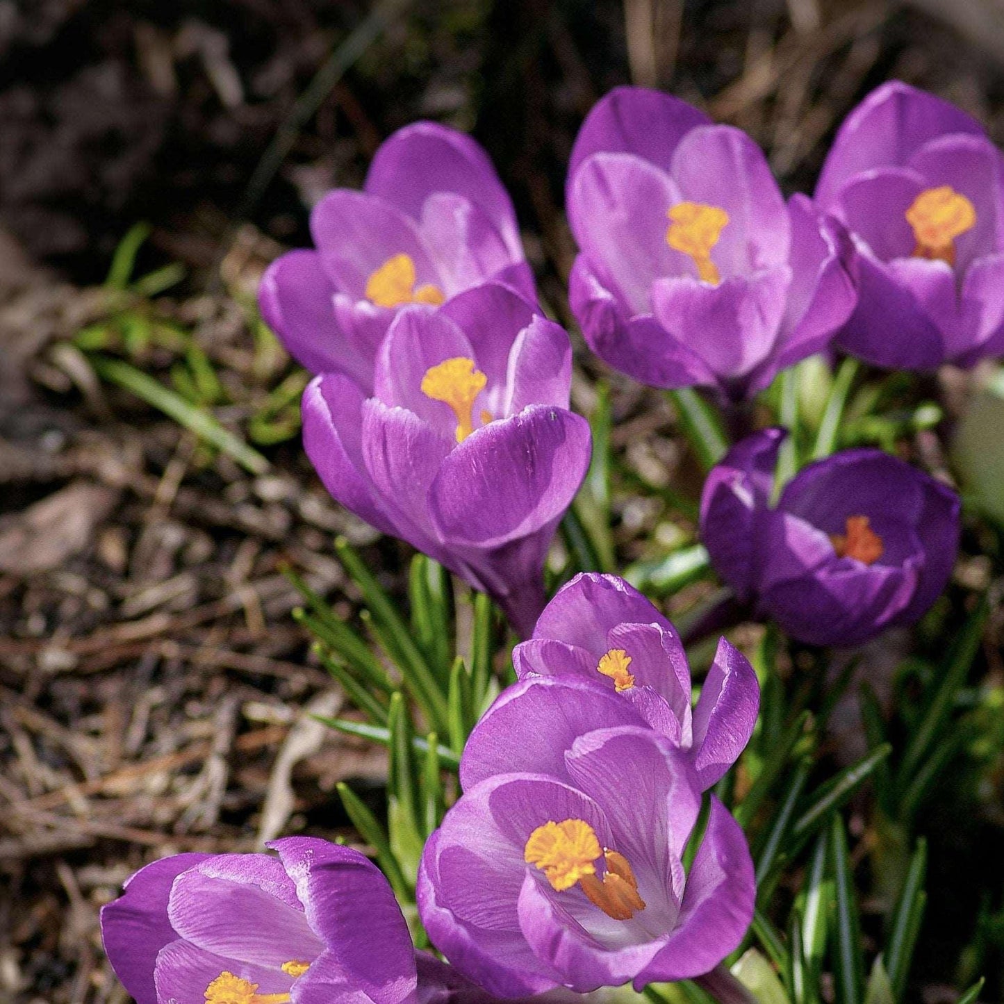 Krokus - Håndfarget garn - Oliva Fibers & Design