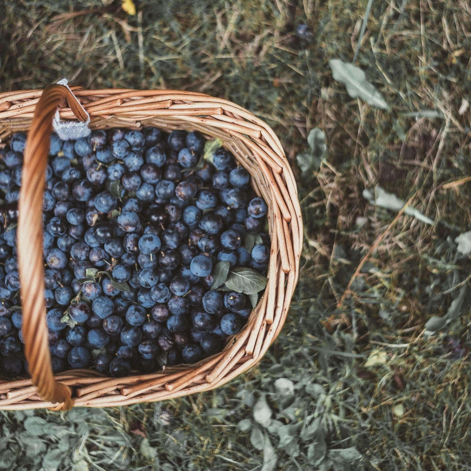 "Sweet Blueberry" - Duftlys og vokssmelt | Oliva Fibers & Design